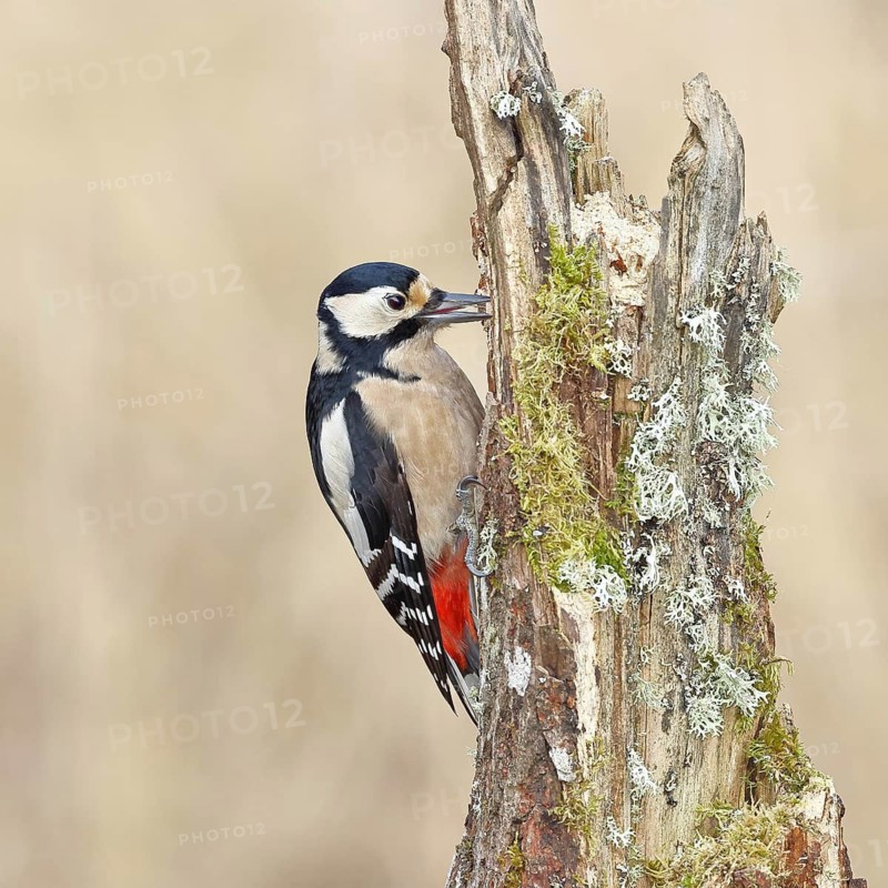 Great spotted woodpecker (Dendrocopos major), male, foraging on a tree stump overgrown with moss and lichen in the forest, Wilnsdorf, North Rhine-Westphalia, Germany