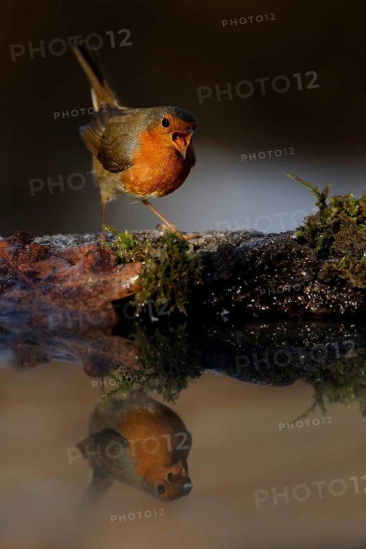 European Robin (Erithacus rubecula) singing, Venetia, Italy