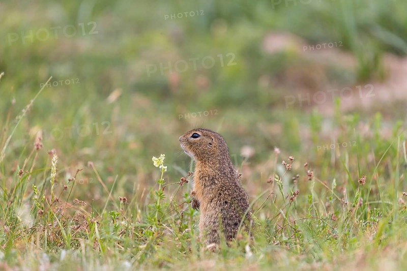 One European ground squirrel (Spermophilus citellus) or European souslik sitting in grass and feeding on seeds