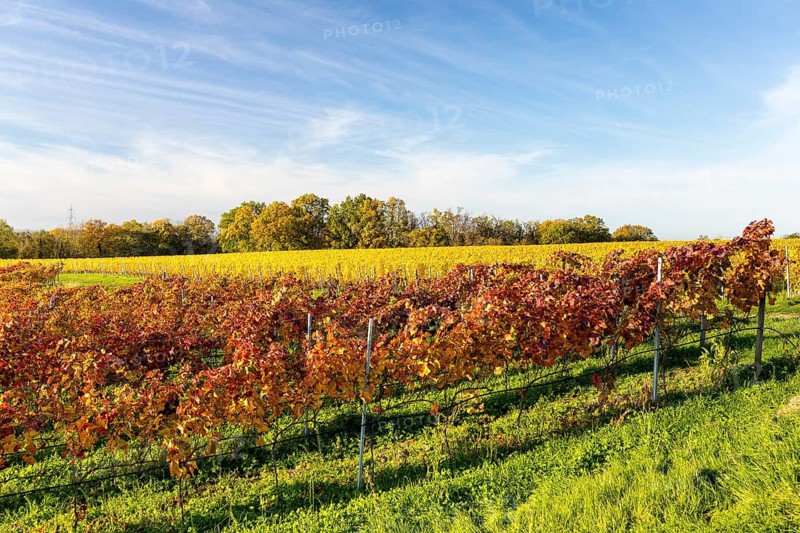 Autumn foliage colouring of the grapevine (Vitis vinifera), Goldkuppe vineyard, Diesbar-Seußlitz, Saxony, Germany