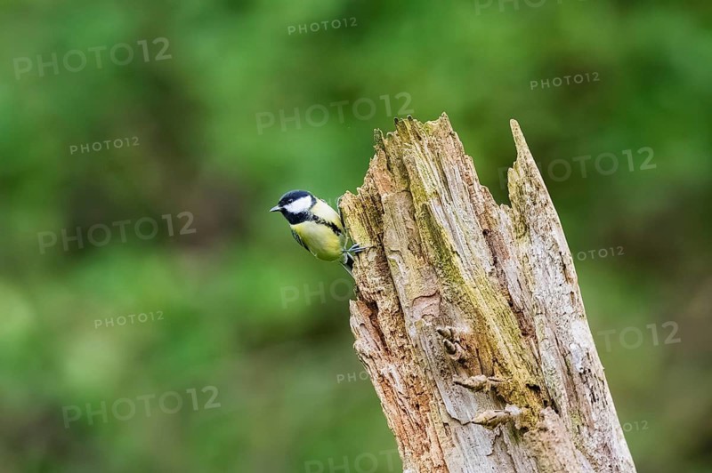 Great tit (Parus major) sitting on an old wrotten tree trunk at a swamp, Bavaria, Germany