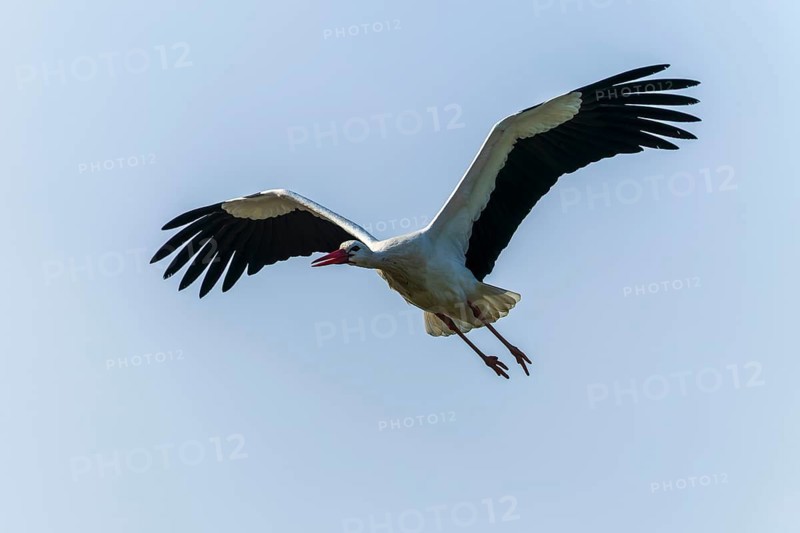 Stork in flight high in the sky with broad wings in natural environment, white stork (Ciconia ciconia), wildlife, Germany