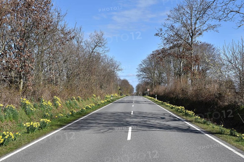 Daffodils (Narcissus pseudonarcissus) at the roadside, Schleswig-Holstein, Germany