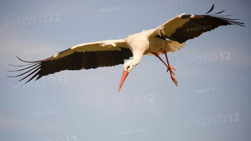 White Stork (Ciconia ciconia) flying, Spain