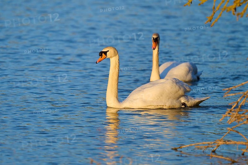 Two swans glide calmly over the surface of the water and are reflected in it, Mute Swan (Cygnus olor), spring, bird island, Altmühlsee, Muhr am See, Gunzenhausen, Franconian Lake District, Bavaria, Germany