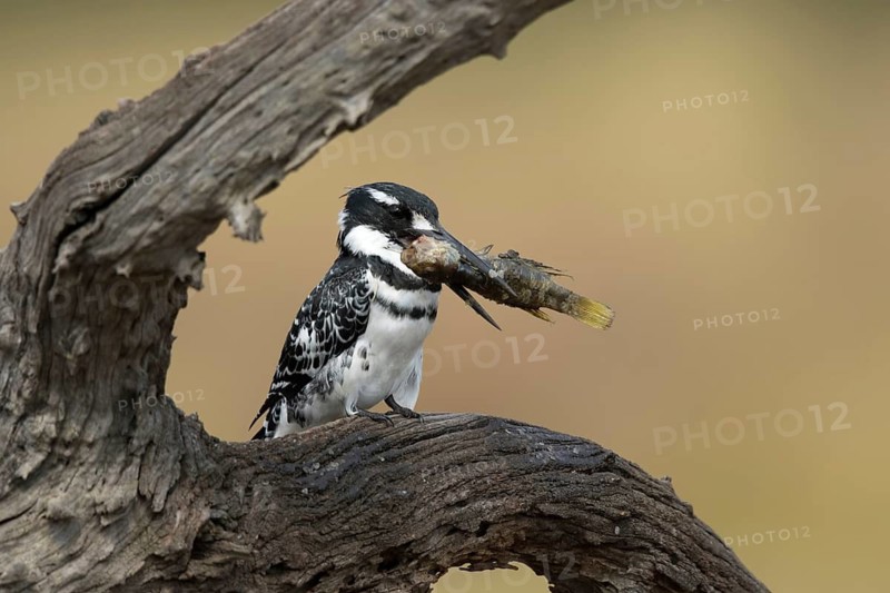 Bonte IJsvogel met prooi, Pied Kingfisherwith catched fish