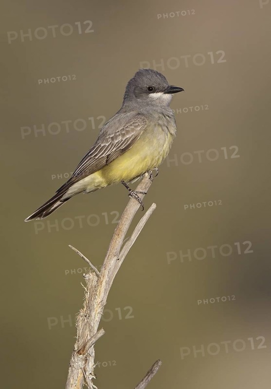 Cassin's Kingbird (Tyrannus vociferans), New Mexico, USA