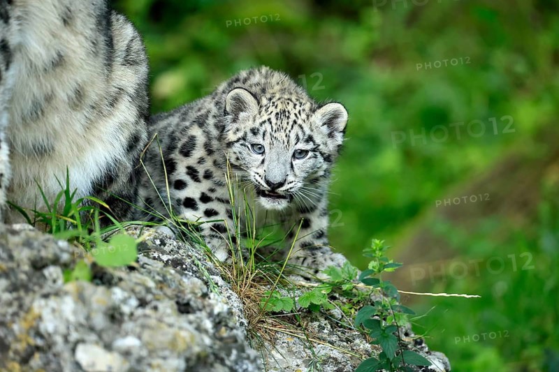 Snow leopard (Uncia uncia), young, lying on rocks, portrait, vigilant, endangered species, captive