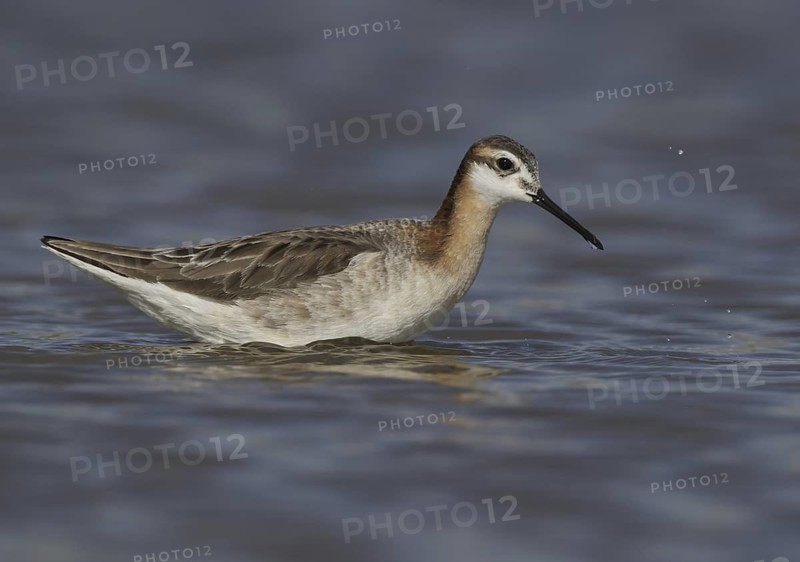 Wilson's Phalarope (Phalaropus tricolor), Montana, USA