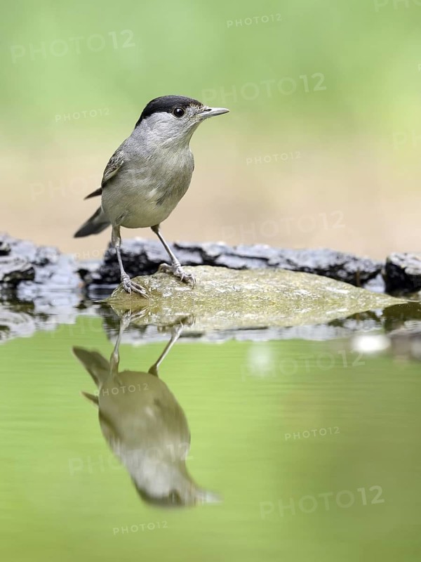 Eurasian Blackcap (Sylvia atricapilla) male, Hungary
