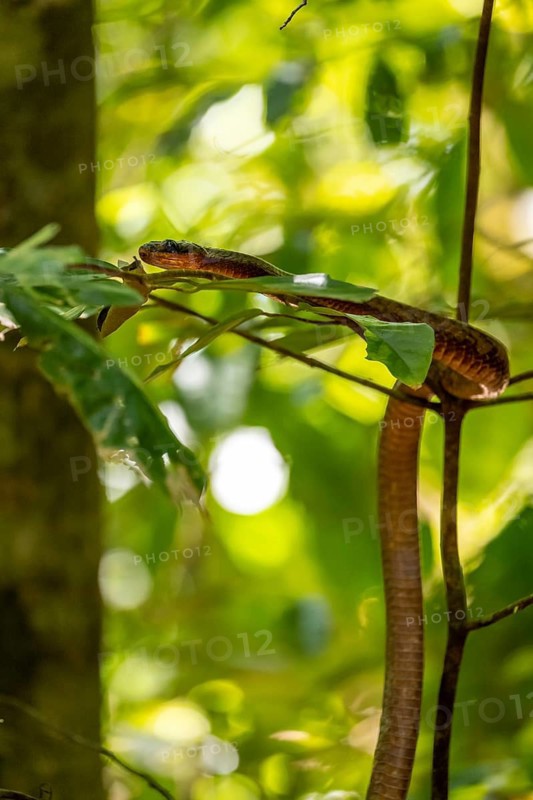 American whipsnake (Mastigodryas melanolomus), slithering on a branch, in the rainforest, Corcovado National Park, Osa, Puntarena Province, Costa Rica