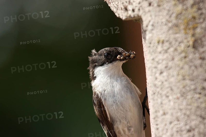 European Pied Flycatcher (Ficedula hypoleuca) male, Lower Saxony, Germany