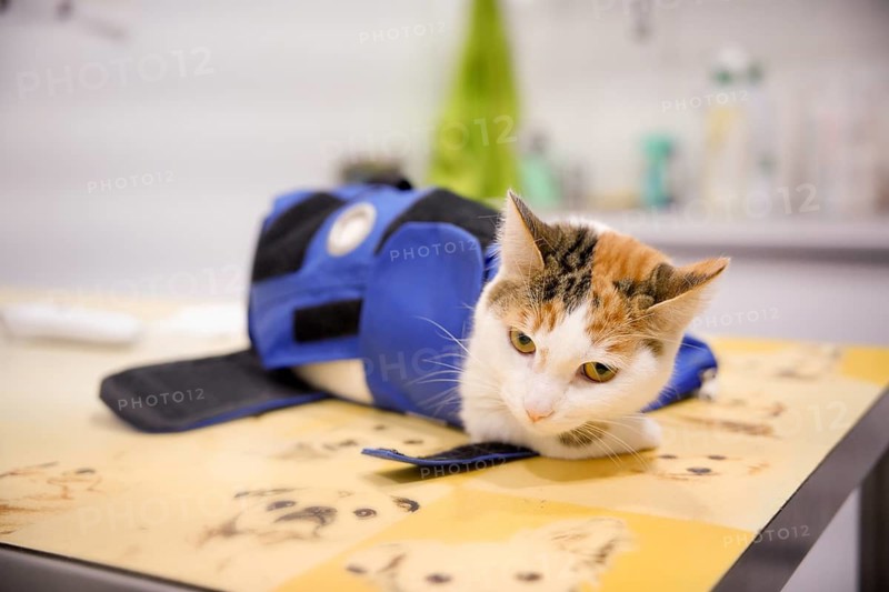 A calico cat comfortably rests on a table at a veterinary clinic. Wearing a therapeutic vest, it receives attentive care in a professional medical environment designed for pets