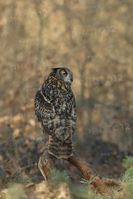 Eurasian Eagle-Owl (Bubo bubo), Baden-Wuerttemberg, Germany