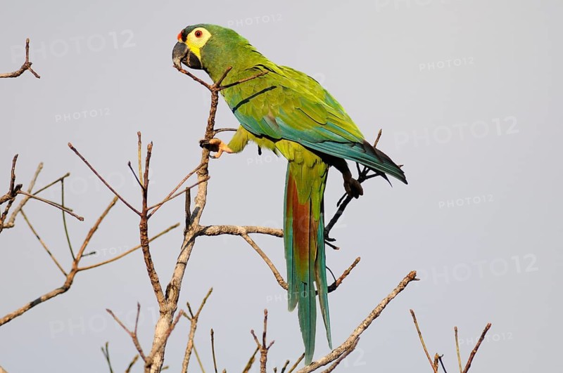 Blue-winged Macaw (Primolius maracana), Pantanal, Brazil