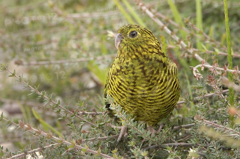 Eastern Ground Parrot (Pezoporus wallicus), Tasmania, Australia