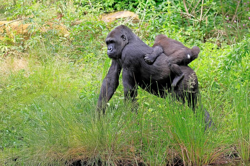 Western gorilla (Gorilla gorilla), adult, female, carrying, juvenile, on back