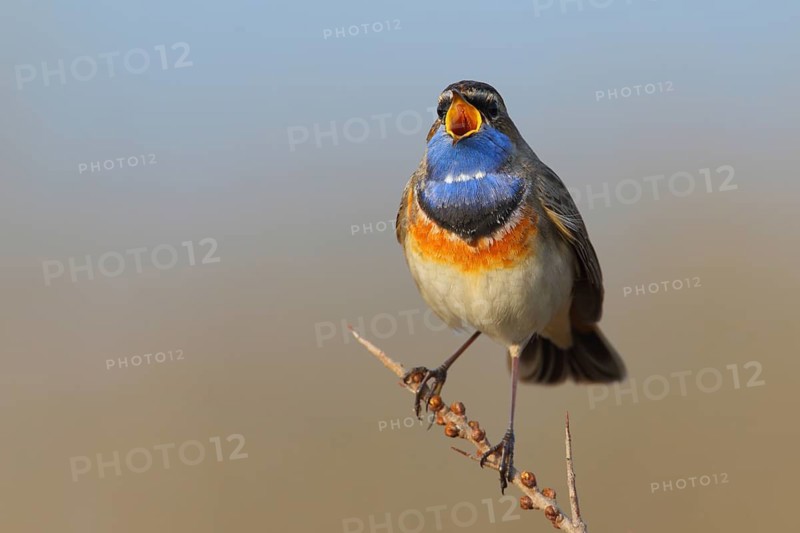 Bluethroat (Luscinia svecica cyanecula) male singing, Texel, Netherlands