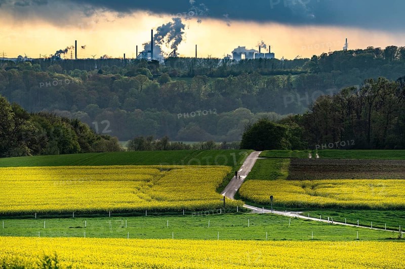 View over Mülheim an der Ruhr, Ickten, rape fields, over the Ruhr heights, to Duisburg-Hüttenheim, steelworks, blast furnaces, coking plant, of the Krupp-Mannesmann steelworks, HKM, North Rhine-Westphalia, Germany