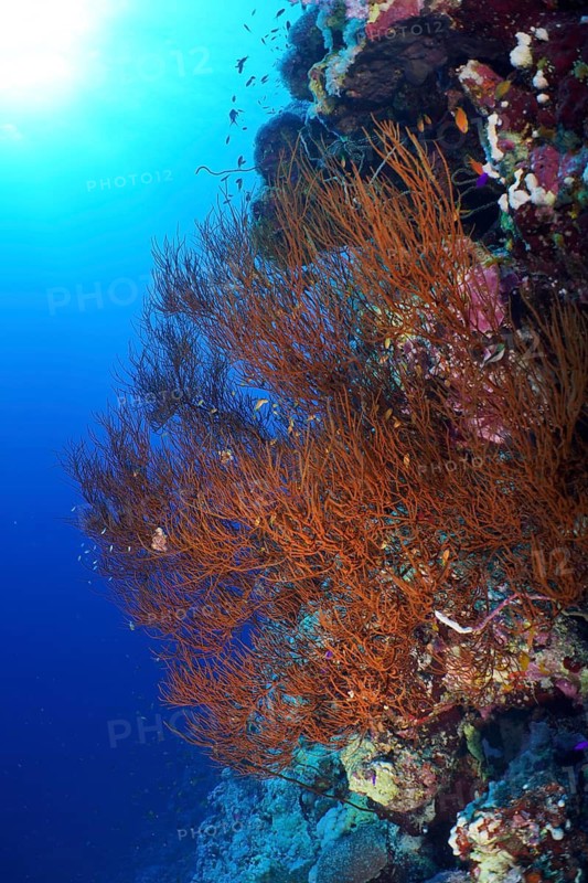Black wire coral (Antipathes dichotoma), St Johns reef dive site, Saint Johns, Red Sea, Egypt