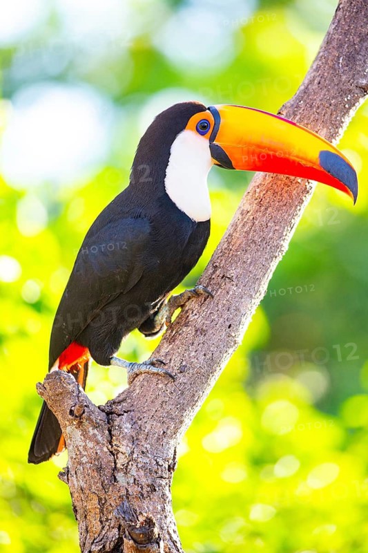 Giant toucan (Ramphastos toco) Pantanal Brazil