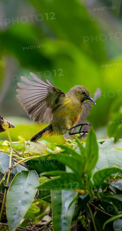 Olive-bellied Sunbird (Cinnyris chloropygius) approaching, Mgahinga Gorilla National Park, Western Region, Uganda