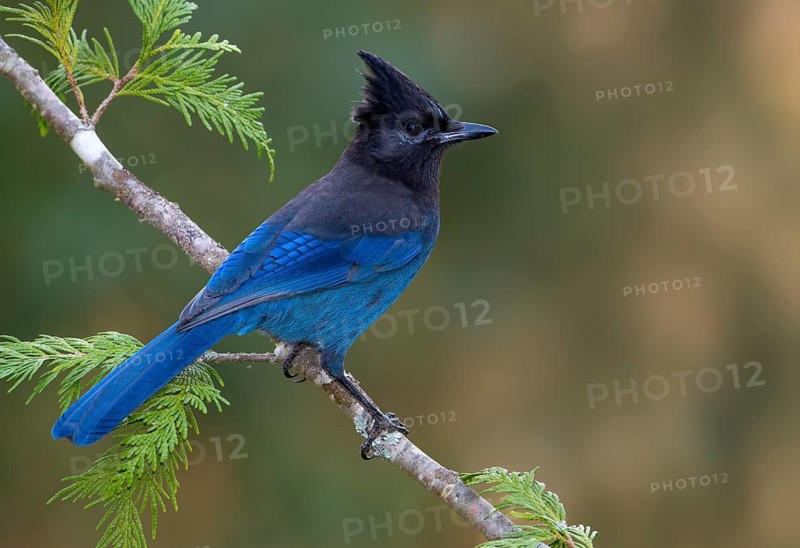 Steller's Jay (Cyanocitta stelleri), British Columbia, Canada