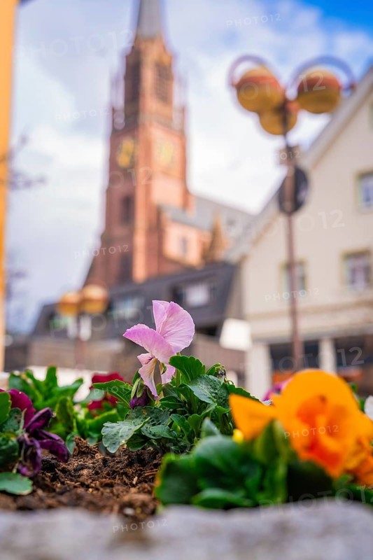 Flowers in the foreground with a church tower and historic buildings in the background, Nagold, Black Forest, Germany