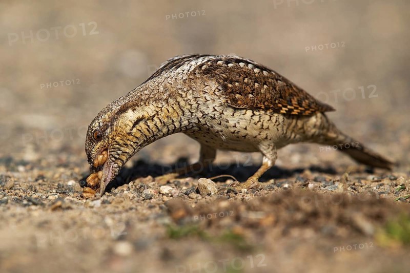 Eurasian Wryneck (Jynx torquilla) foraging, Saxony, Germany