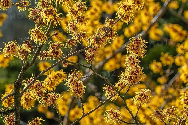 Hybrid witch hazel (Hamamelis × intermedia) cultivar Barmstedt Gold, deciduous shrub showing yellow flowers with twisted petals in late winter in park
