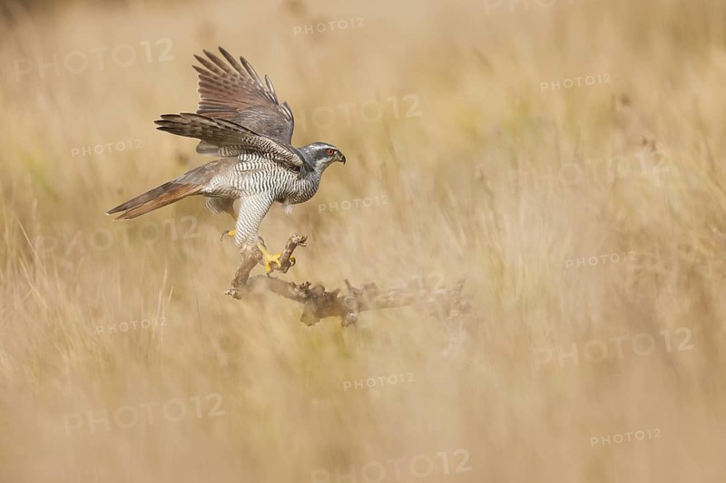A female northern goshawk gracefully lands on a dead branch, displaying her powerful wings and penetrating gaze. The scene captures the elegance and strength of this raptor in its natural habitat