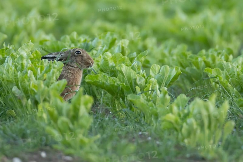 Brown hare (Lepus europaeus) adult animal feeding in a farmland sugar beet field in the summer, Suffolk, England United Kingdom