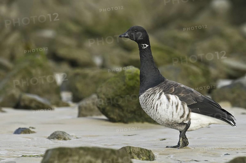Brant Goose (Branta bernicla), New Jersey, USA