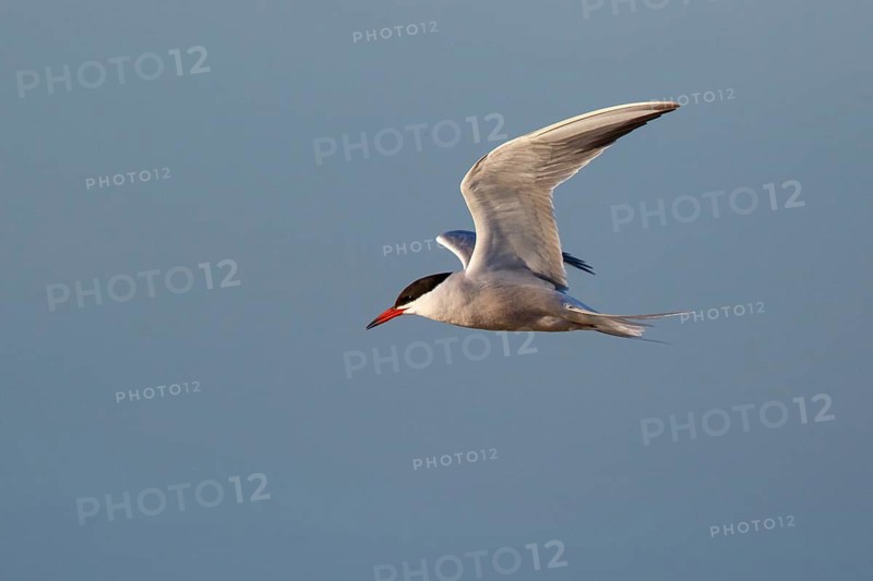 Common Tern (Sterna hirundo) flying, Greece