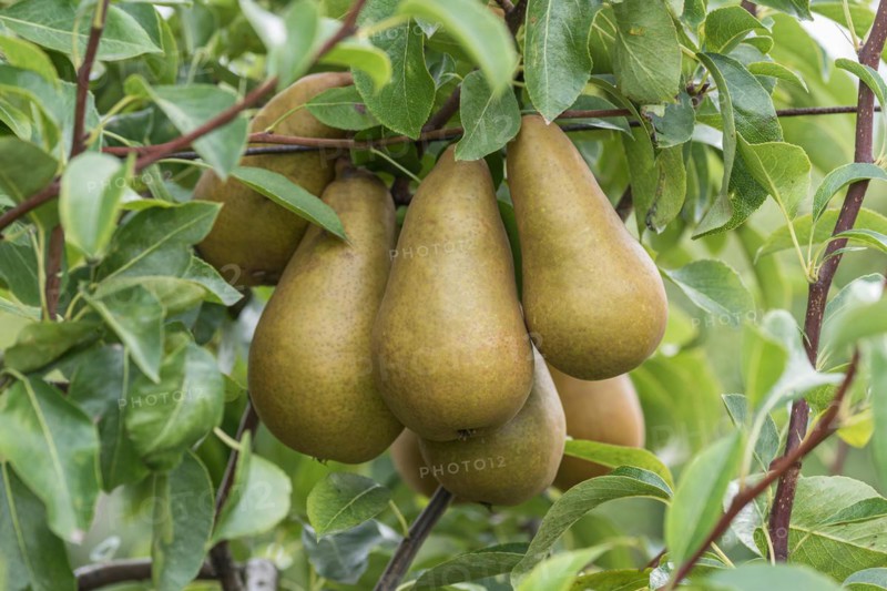 Pear (Pyrus communis 'Sommerbutterbirne'), Cambridge Botanical Garden, Germany