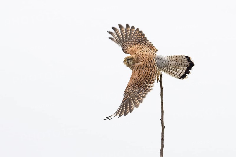 A Common Kestrel (Falco tinnunculus), female, taking off from the perch in front of a clear sky, Hesse, Germany