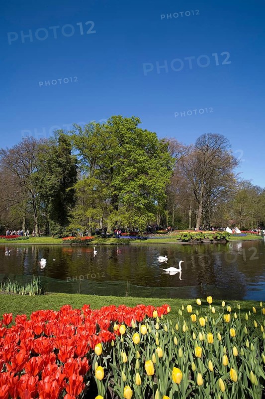 Tulip fields, Keukenhof, Lisse, South Holland, Netherlands