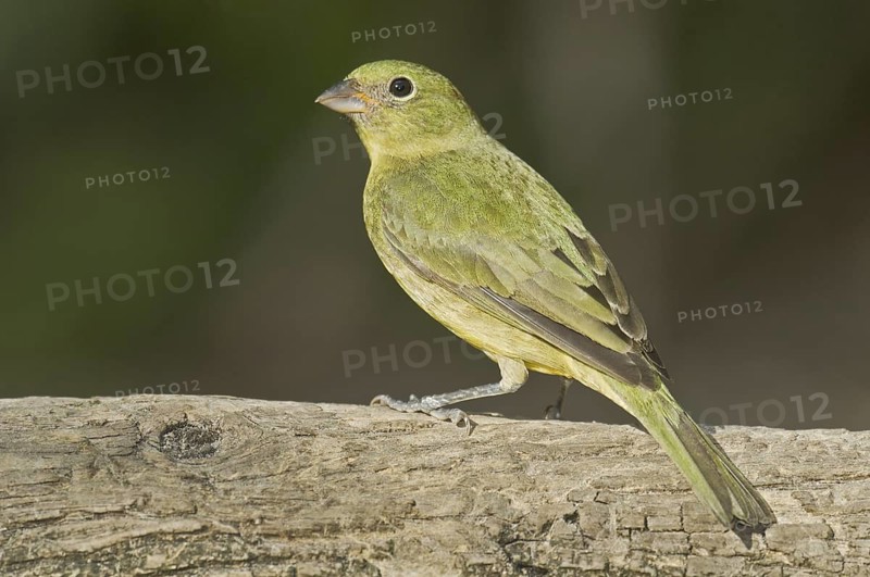 Painted Bunting (Passerina ciris) female, Florida, USA