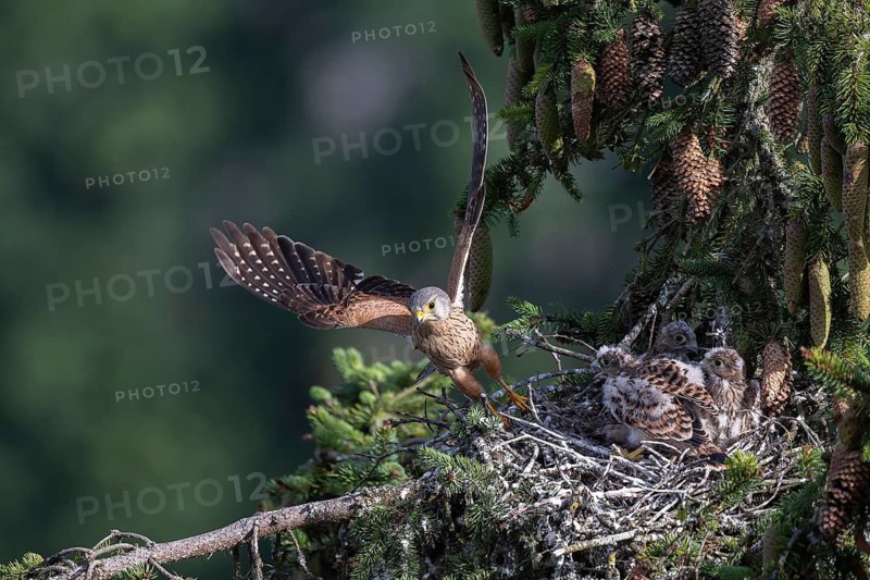 Common kestrel (Falco tinnunculus) at the nest with young birds, Daun, Eifel, Rhineland-Palatinate, Germany