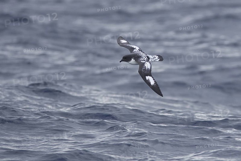Cape Petrel (Daption capense) flying, Victoria, Australia