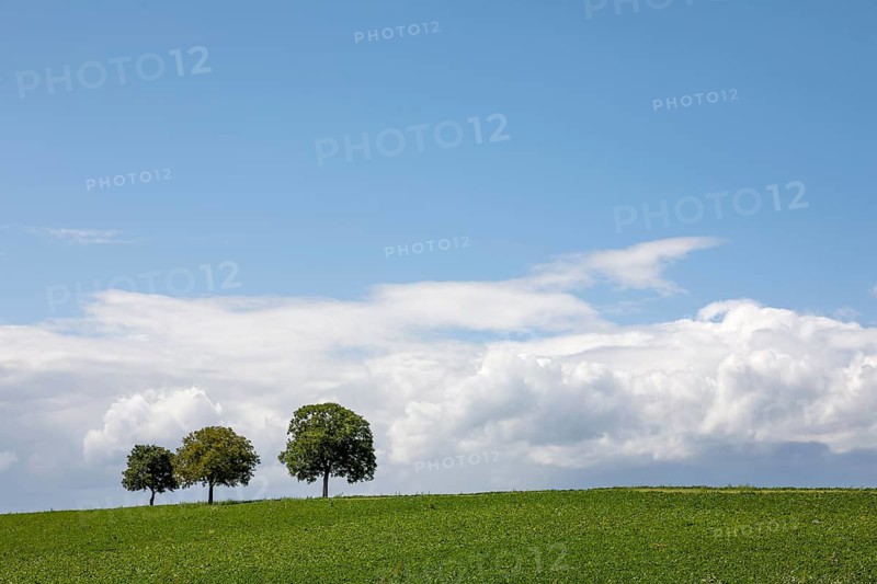 Three walnut trees stand in a green field under a wide sky, Southern Palatinate, Palatinate, Rhineland-Palatinate, Germany