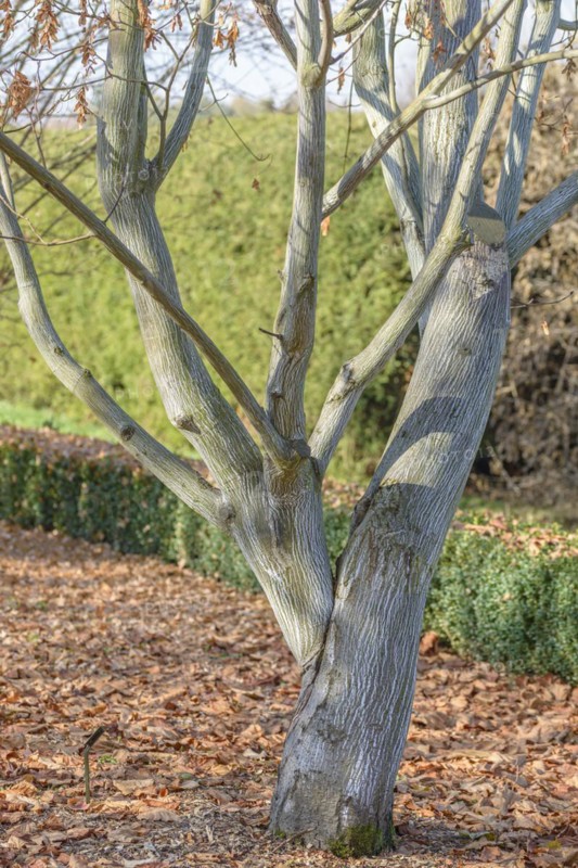 Amur maple (Acer tegmentosum), Pruhonice Dendrological Garden, Pruhonice, Prague, Czech Republic