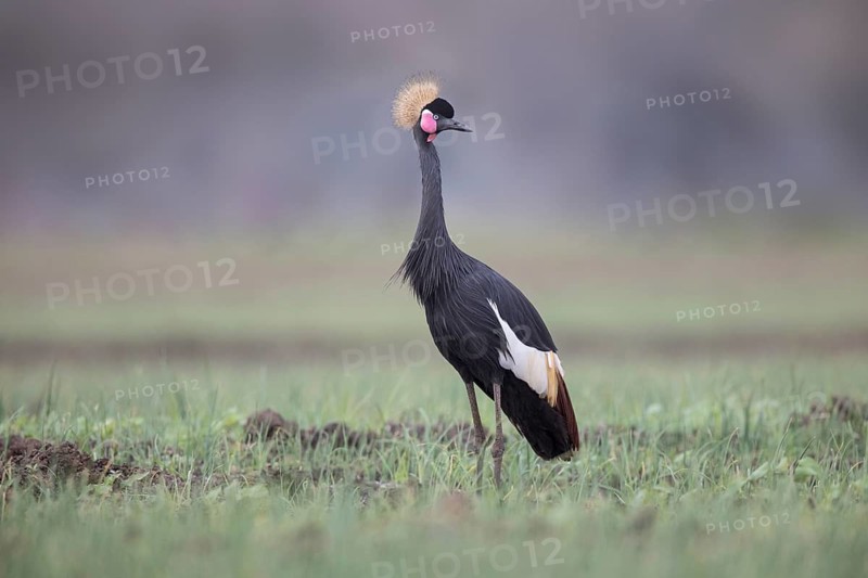 Black Crowned Crane (Balearica pavonina), Lake Ziway, Ethiopia