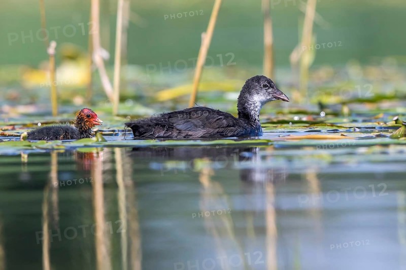 Eurasian Coot (Fulica atra) young bird from first brood leading young bird from second brood, Mecklenburg-Western Pomerania, Germany