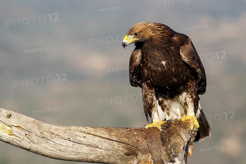 Golden Eagle (Aquila chrysaetos) immature, first winter plumage eating a rabbit, Castile and Leon, Spain