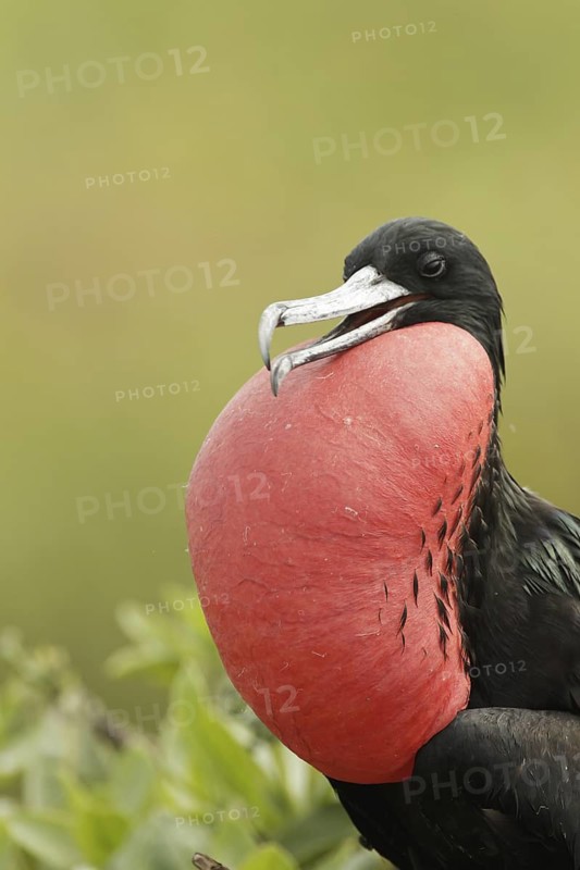 Great Frigatebird (Fregata minor) male, Hawaii, USA