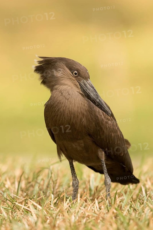 Hamerkop (Scopus umbretta), Gambia