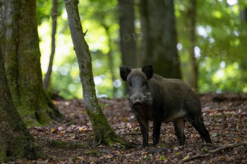 Wild boar, sow in summer, Wittlich, Rhineland-Palatinate, Germany