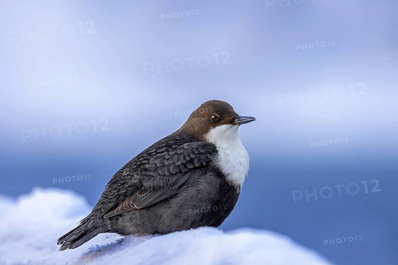 Northern white-throated dipper (Cinclus cinclus cinclus) foraging along frozen stream in winter, Scandinavia