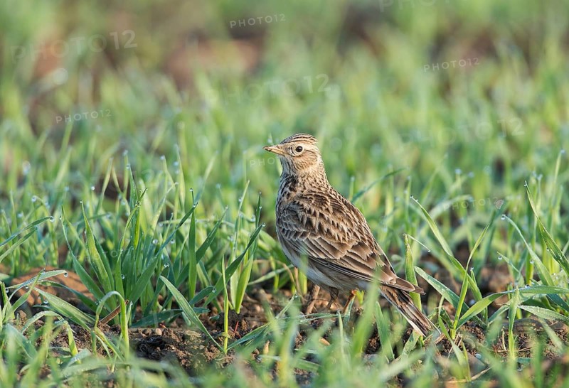 Eurasian Skylark (Alauda arvensis) sits in the grass, Burgenland, Austria